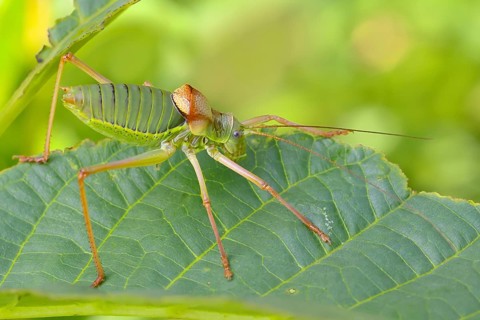 Steppe saddle grasshopper, saddle-backed bush cricket (Ephippiger ephippiger), male, Long-winged