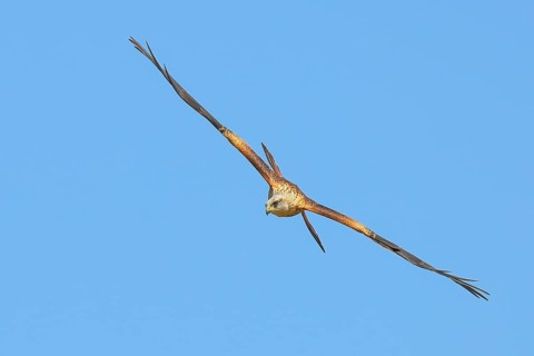 Red Kite (Milvus milvus) Red Kite, Montagu's Harrier, Montagu's Harrier, in flight, wildlife, bird