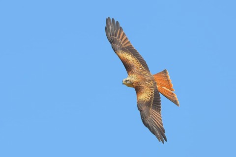 Red Kite (Milvus milvus) Red Kite, Montagu's Harrier, Montagu's Harrier, in flight, wildlife, bird
