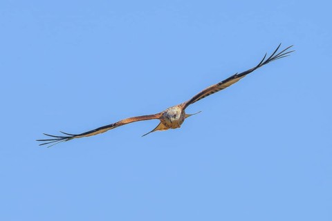 Red Kite (Milvus milvus) Red Kite, Montagu's Harrier, Montagu's Harrier, in flight, wildlife, bird
