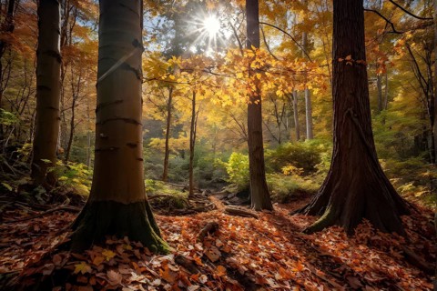 Autumn forest with leaves in varying shades of amber red and yellow in golden hour sunlight, AI