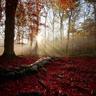 Autumn forest with leaves in varying shades of amber red and yellow in golden hour sunlight, AI