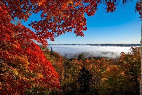 Autumn forest with leaves in varying shades of amber red and yellow in golden hour sunlight, AI
