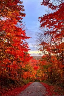 Autumn forest with leaves in varying shades of amber red and yellow in golden hour sunlight, AI