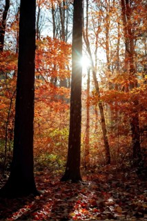 Autumn forest with leaves in varying shades of amber red and yellow in golden hour sunlight, AI