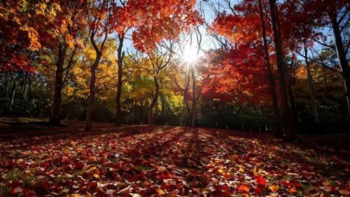 Autumn forest with leaves in varying shades of amber red and yellow in golden hour sunlight, AI