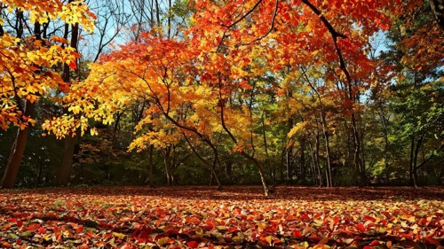 Autumn forest with leaves in varying shades of amber red and yellow in golden hour sunlight, AI