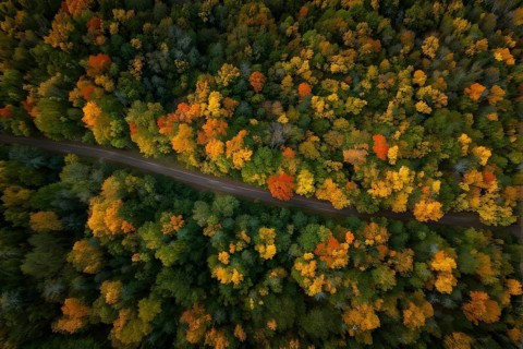 Aerial perspective of an autumn forest with leaves in varying shades of amber red and yellow, AI