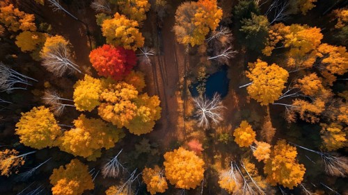 Aerial perspective of an autumn forest with leaves in varying shades of amber red and yellow, AI