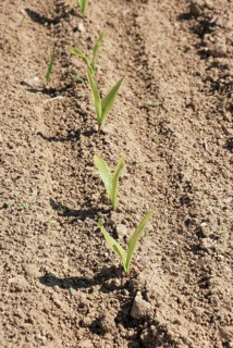 Young plants sprouting in rows from the soil in a field, showcasing early stages of agricultural