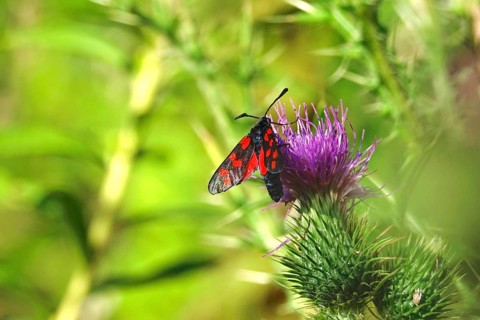 Zygaena filipendulae, Six-spotted Ragwort, July, Saxony, Germany, Europe