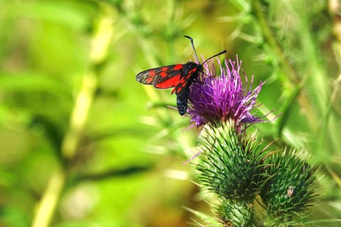 Zygaena filipendulae, Six-spotted Ragwort, July, Saxony, Germany, Europe