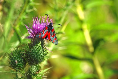 Zygaena filipendulae, Six-spotted Ragwort, July, Saxony, Germany, Europe