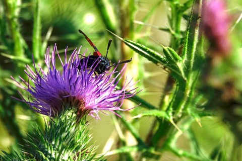 Zygaena filipendulae, Six-spotted Ragwort, July, Saxony, Germany, Europe