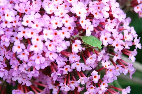 Green bug in butterfly bush, summer, Saxony, Germany, Europe