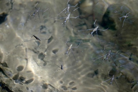 Common pond skater (Gerris Lacustris) on a pond, July, Germany, Europe