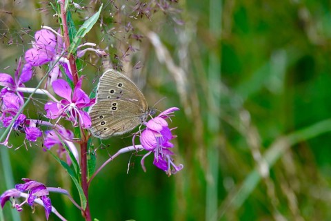 Ringlet (Aphantopus hyperantus), summer, Saxony, Germany, Europe
