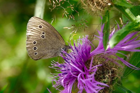 Ringlet (Aphantopus hyperantus), summer, Saxony, Germany, Europe