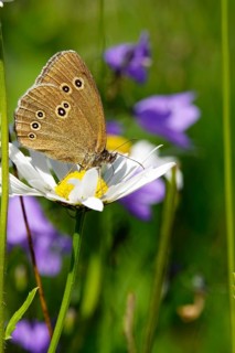 Ringlet (Aphantopus hyperantus), summer, Saxony, Germany, Europe