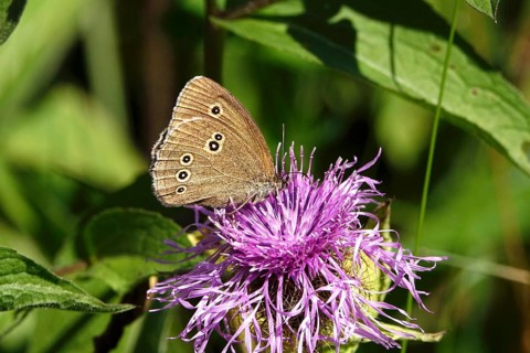 Ringlet (Aphantopus hyperantus), summer, Saxony, Germany, Europe