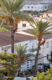 Arborists pruning the crowns of palm trees in Altea La Vella, province of Alicante, autonomous