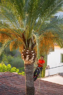 Arborist pruning the crown of a palm tree in Altea La Vella, province of Alicante, autonomous