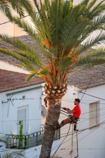 Arborist pruning the crown of a palm tree in Altea La Vella, province of Alicante, autonomous