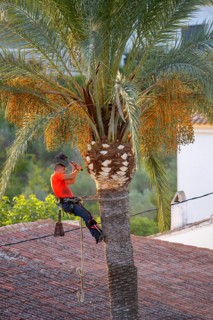 Arborist pruning the crown of a palm tree in Altea La Vella, province of Alicante, autonomous