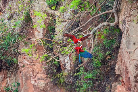 Red-and-green macaw (Ara chloropterus) Buraco das Araras Brazil