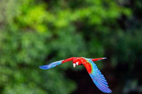 Red-and-green macaw (Ara chloropterus) Buraco das Araras Brazil