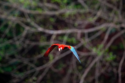 Red-and-green macaw (Ara chloropterus) Buraco das Araras Brazil