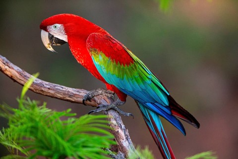 Red-and-green macaw (Ara chloropterus) Buraco das Araras Brazil