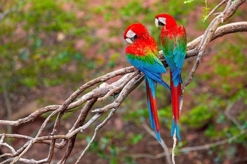 Red-and-green macaw (Ara chloropterus) Buraco das Araras Brazil