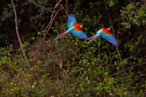 Red-and-green macaw (Ara chloropterus) Buraco das Araras Brazil