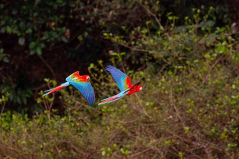 Red-and-green macaw (Ara chloropterus) Buraco das Araras Brazil