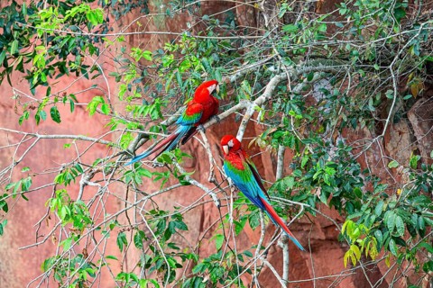 Red-and-green macaw (Ara chloropterus) Buraco das Araras Brazil