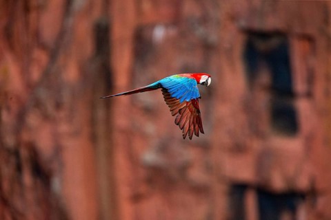 Red-and-green macaw (Ara chloropterus) Buraco das Araras Brazil