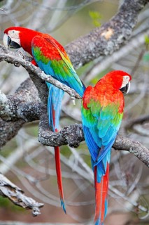 Red-and-green macaw (Ara chloropterus) Buraco das Araras Brazil