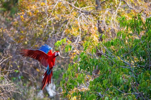 Red-and-green macaw (Ara chloropterus) Buraco das Araras Brazil