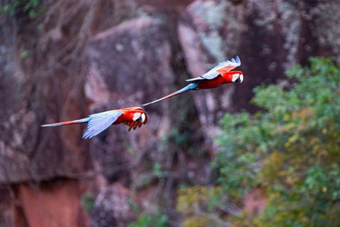 Red-and-green macaw (Ara chloropterus) Buraco das Araras Brazil