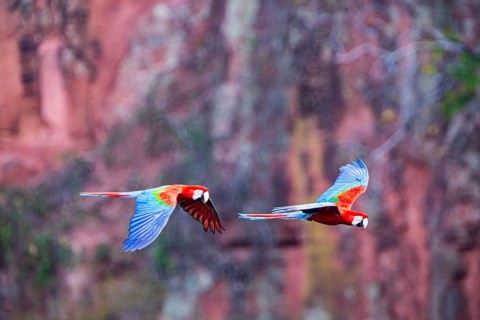 Red-and-green macaw (Ara chloropterus) Buraco das Araras Brazil