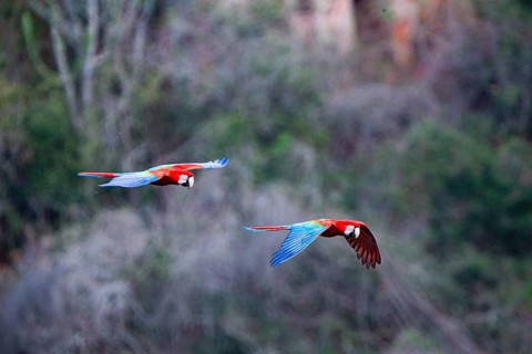 Red-and-green macaw (Ara chloropterus) Buraco das Araras Brazil