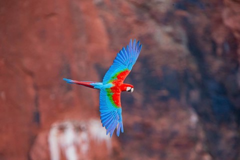 Red-and-green macaw (Ara chloropterus) Buraco das Araras Brazil