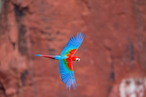 Red-and-green macaw (Ara chloropterus) Buraco das Araras Brazil