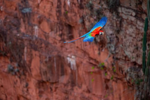 Red-and-green macaw (Ara chloropterus) Buraco das Araras Brazil