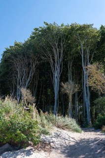 Light beech forest behind the dunes, Graal Müritz, Mecklenburg-Vorpommern, Germany, Europe