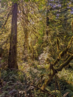 Ancient Cedars Vancouver Island British Columbia, Canada, North America