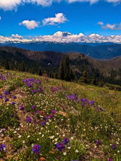 Mount Rainier National Park. Washington, United States, North America