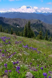 Mount Rainier National Park. Washington, United States, North America