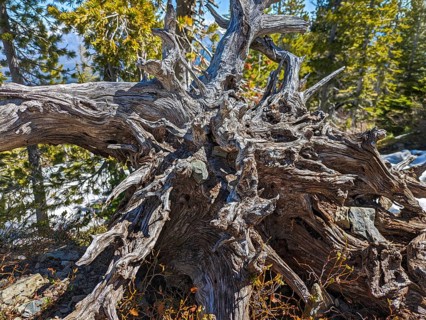 Dried out Roots. Grand Teton National Park. Wyoming, United States, North America